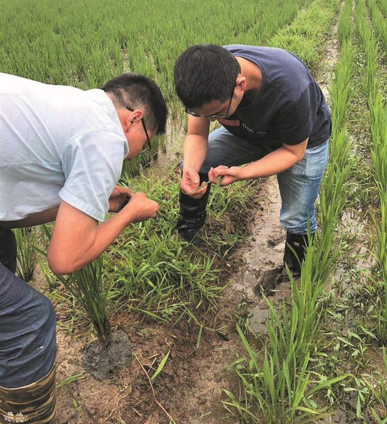 无锡■无锡锡山：酷暑下，有一群扑“蛾”护粮人……