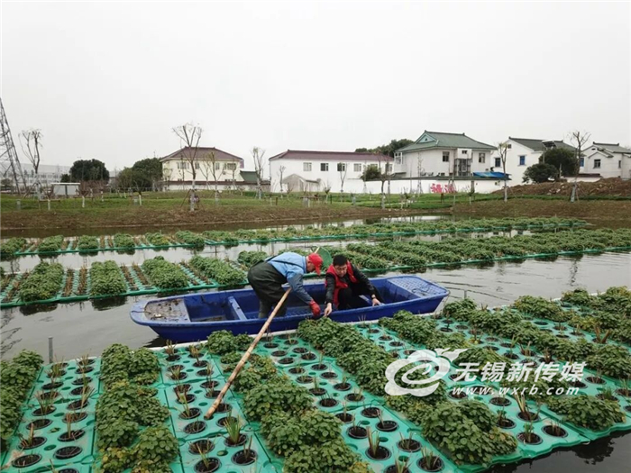 湿地■无锡洛社全域治水绘就湿地画卷，让百姓亲水更乐居