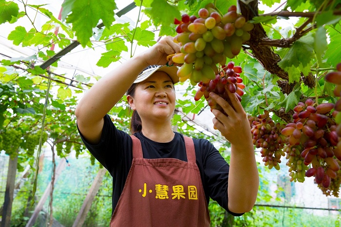 走向我們的小康生活江陰璜土五彩產業串起鄉村振興夢