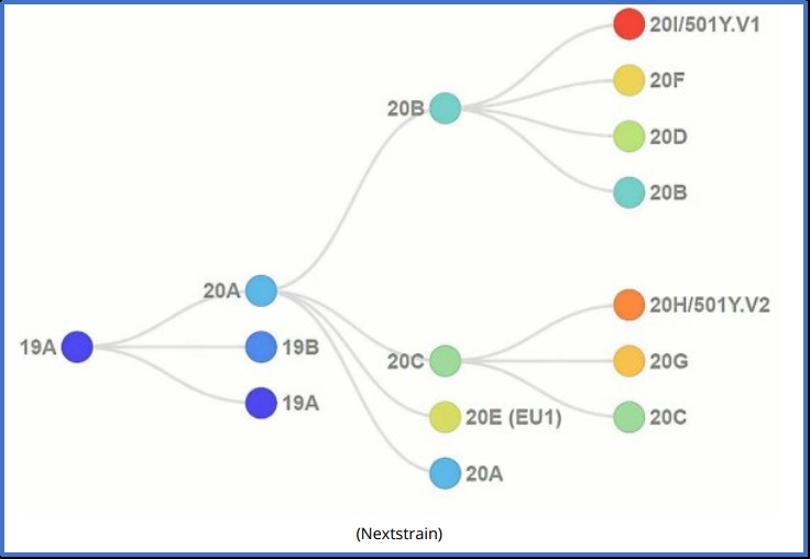 科学图表作出的解释是,武汉发现的19a和19b是新冠疫情初期的主要病株