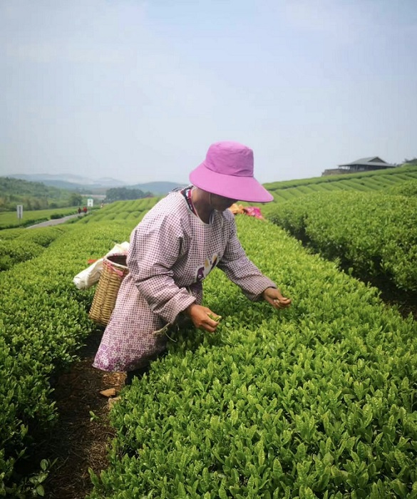 本地新茶开启头采