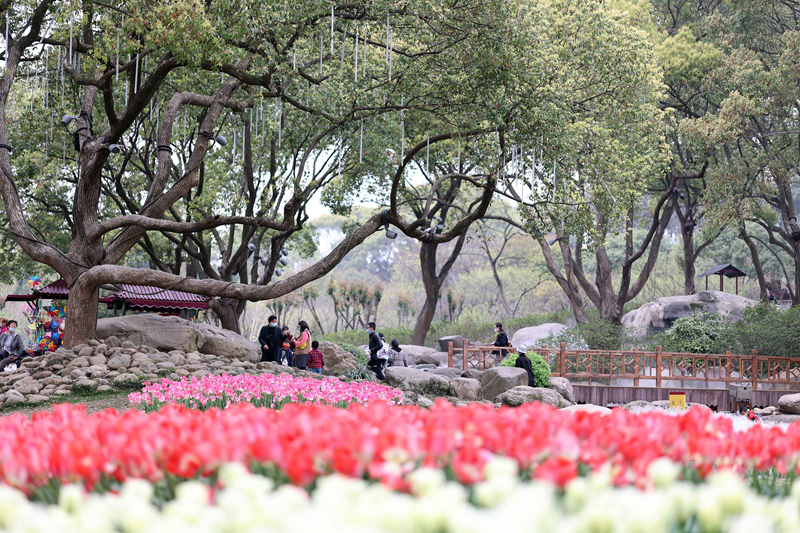 郁金香花开醉人心