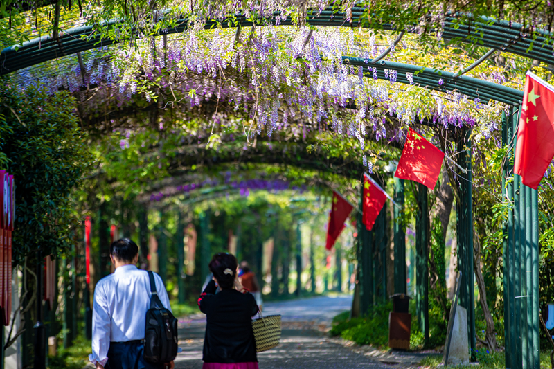 4月11日上午,市民在蠡湖景区渤公岛百米紫藤花长廊欣赏绽放的紫藤花.