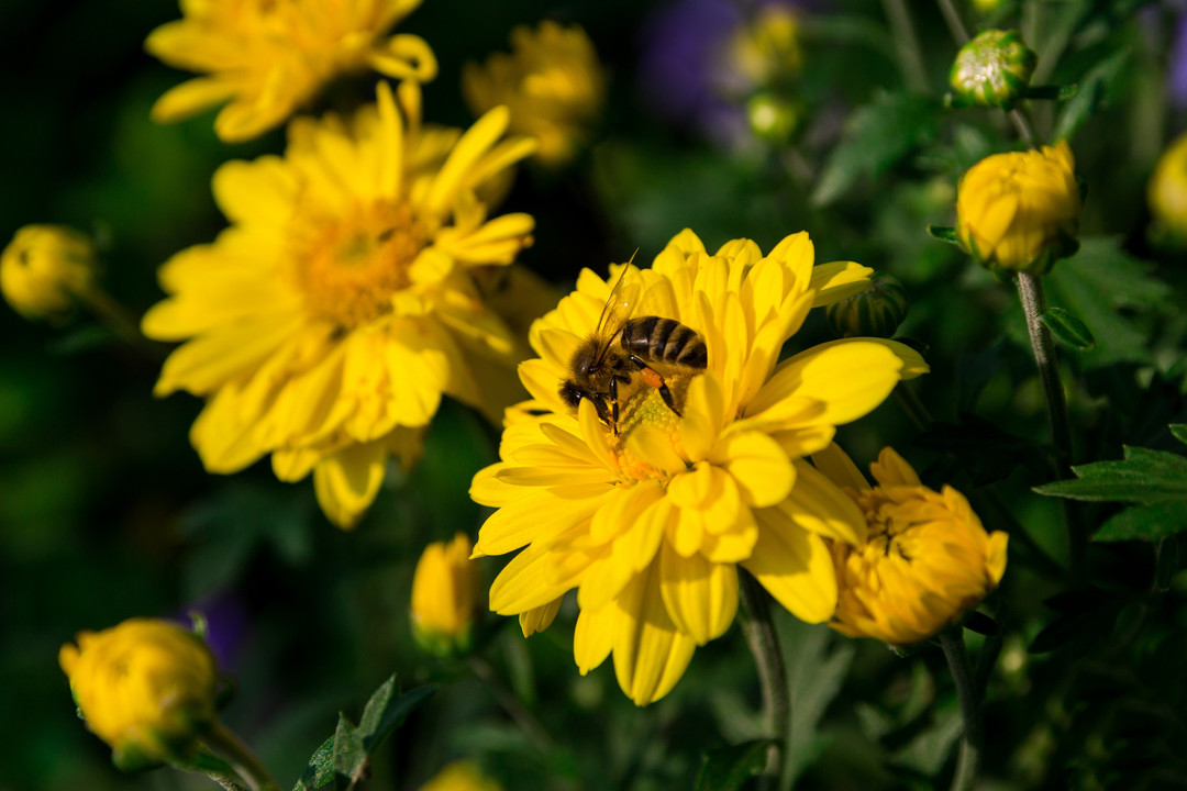 摄图网_500645482_banner_【10.1】 昆虫蜜蜂和小黄菊花（企业商用） (1).jpg