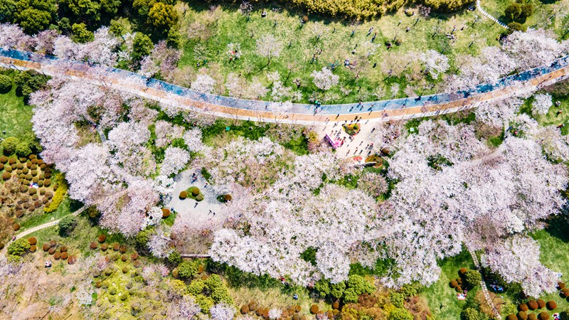 金匮公园樱花图片