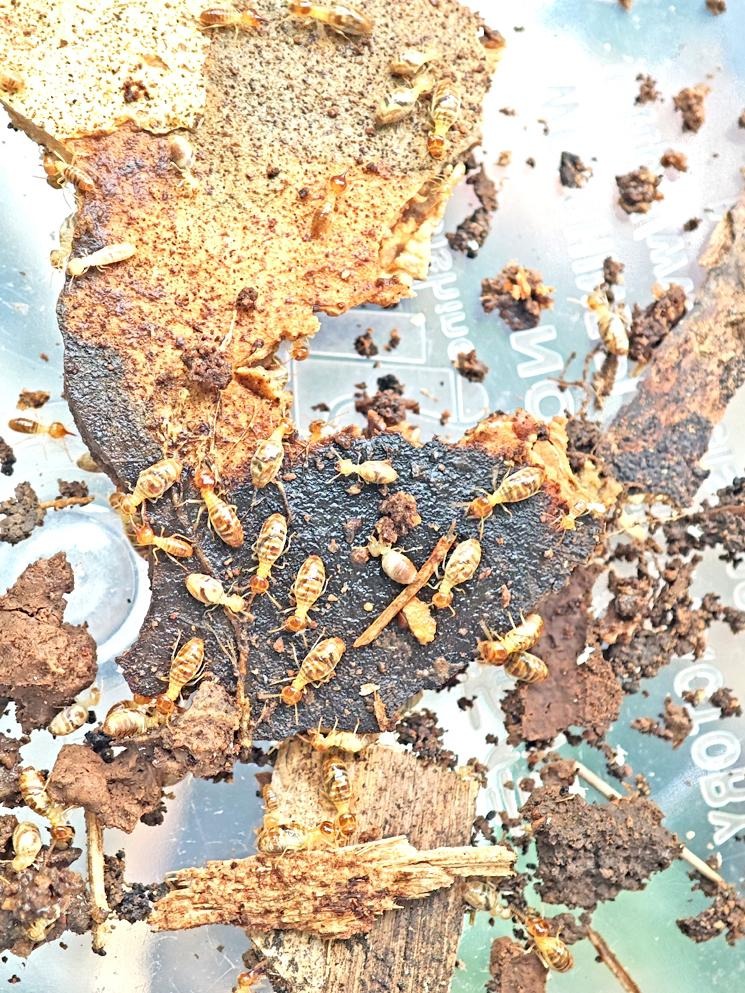 堆砂白蚁排泄物图片图片